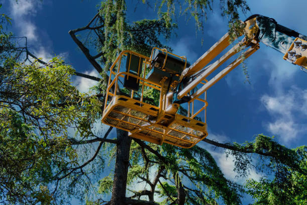 Professional Tree Service in Woodcrest, CA